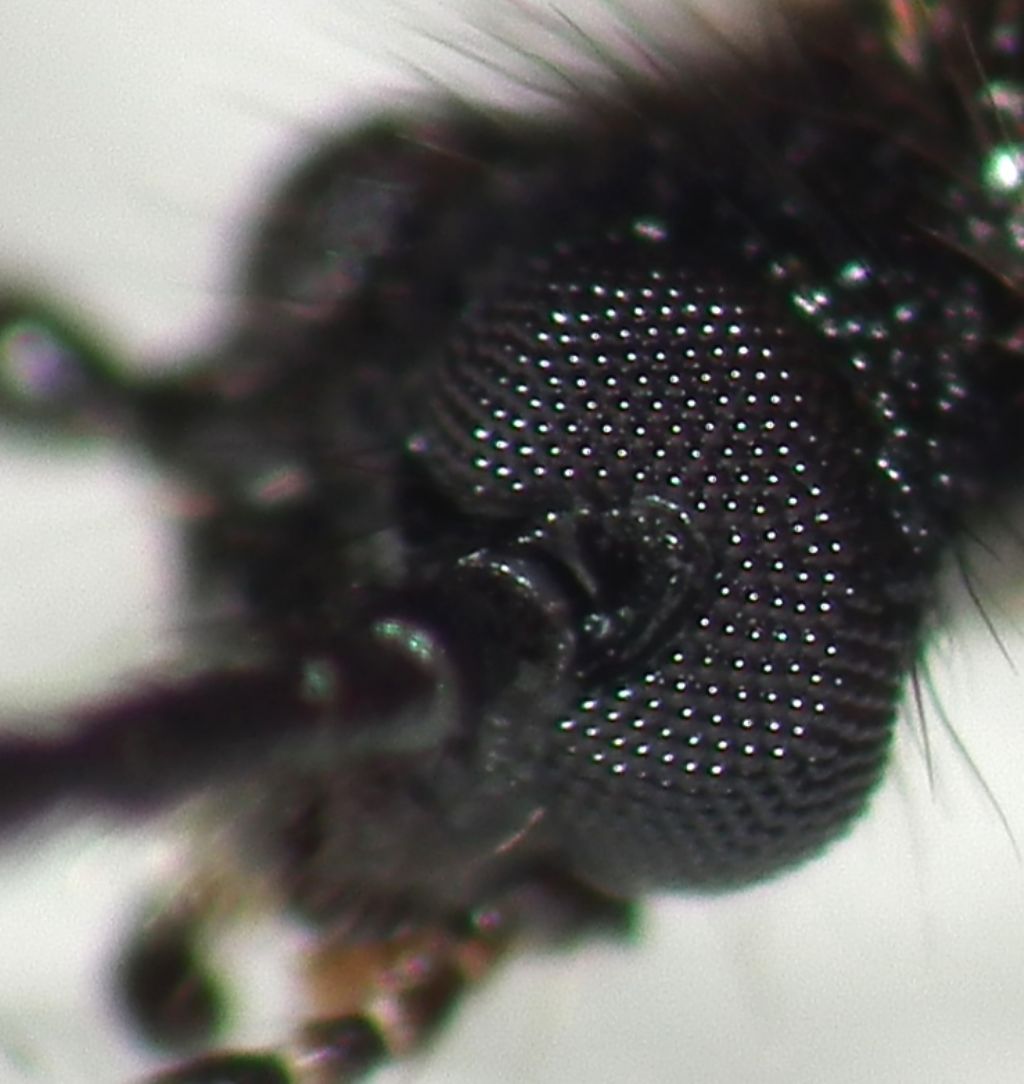 Tenebrionidae: Lagria hirta?